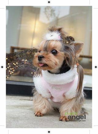 yorkie summer clothes 3