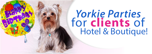 Yorkie-party