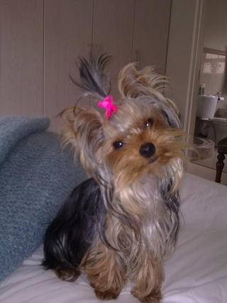 Yorkie Yorkie