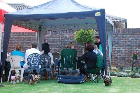 coco yorkie party 3