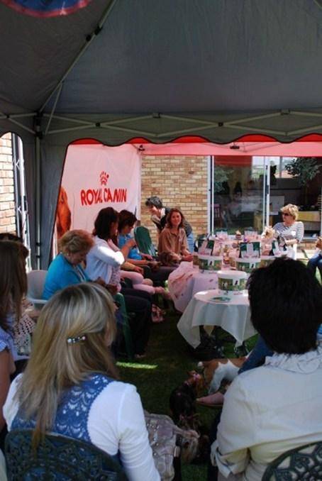 coco yorkie party 4