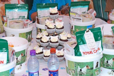 coco yorkie party 5