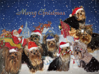 yorkies port elizabeth xmas party 1