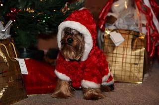 yorkies port elizabeth xmas party 12