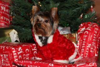 yorkies port elizabeth xmas party 17