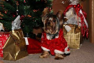 yorkies port elizabeth xmas party 3