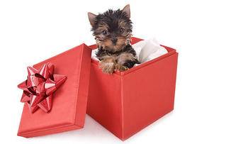 yorkies port elizabeth xmas party 5