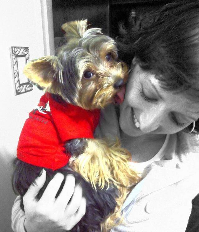 Knowing that Peanut loves it at the Yorkie Hotel, is what gives me peace of mind.Sometimes we would visit the Boutique, without Peanut staying over, and every single time it is clear to see that he absolutely adores Madelaine, and loves the company of all the other Yorkie guys and gals.Also the fact that this is such a safe and playfully happy environment, catering for your Yorkie’s specific needs and making sure that they are happy and well-fed (with the perfect and wholesome diet required for a fit and healthy Yorkie), makes this hotel a unique and superb choice for your beloved little ones.But don’t take my word for it!This is what Peanut has to say:“vir elke keer wat ek moet agterbly as mamma en pappa iewers heen ry,sien ek só baie uit na tannie Madelaine, sy laat my hartseer sommer gou verdwyn.Die oomblik as ek inkom by die deur en ek sien al die maatjies, en hulle sien my weerKan ek nie wág om weer net te gaan speel, want hier is ek nooit ooit verveeld!Die kossies is só heerlik, die maatjies is só baie, die slapies is só snoesig, die dae is só kort,as ek my oë uitvee,  is mamma weer voor die deur, en was speeltyd hopeloos te kort!!!”Happy Peanut, happy mommy and daddy.End of story!!!MichélleSeptember 2012