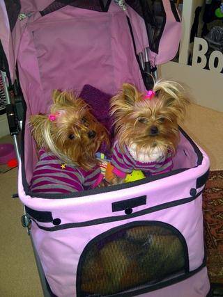 yorkie dogs port elizabeth 1