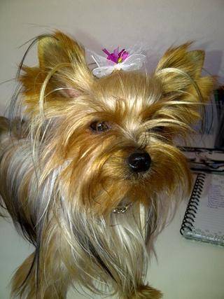 yorkie dogs port elizabeth 2