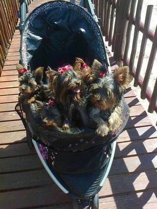 yorkie dogs port elizabeth 3