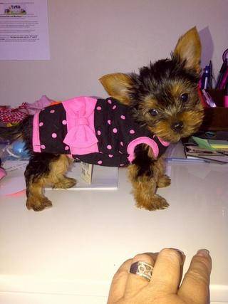 yorkie dogs port elizabeth 4