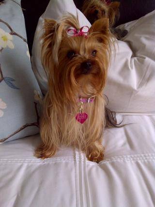 yorkie dogs port elizabeth 5