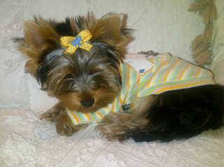yorkie dogs port elizabeth 6