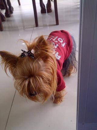 yorkie dogs port elizabeth 7