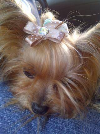 yorkie dogs port elizabeth 8