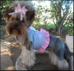 yorkie dogs port elizabeth 9