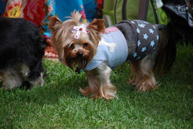 Apparel Clothing Yorkie Hotel Boutique Grooming Port Elizabeth