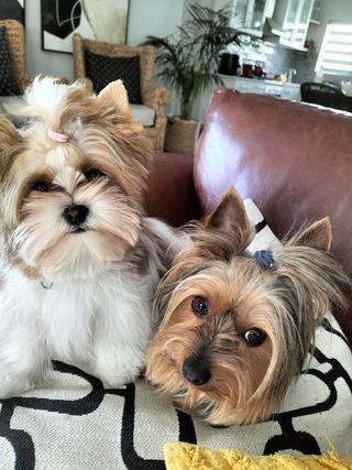 img 20250602 wa0095